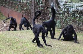 Black-Spider-Monkey
