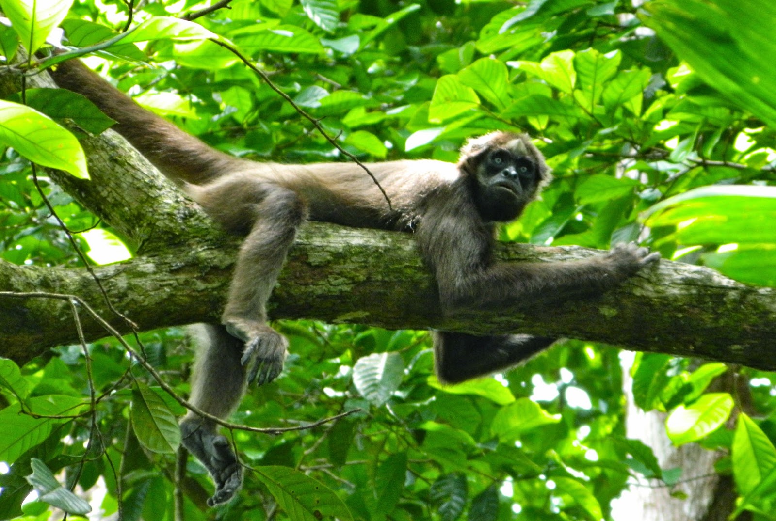 Spider-Monkey