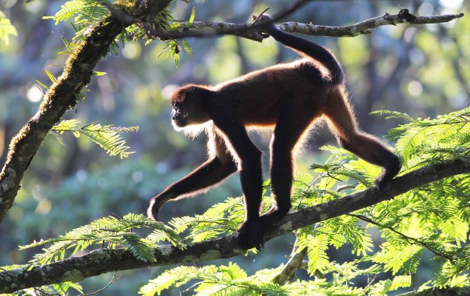 Spider-Monkey